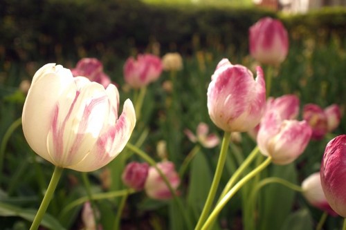 Tulip02.jpg
